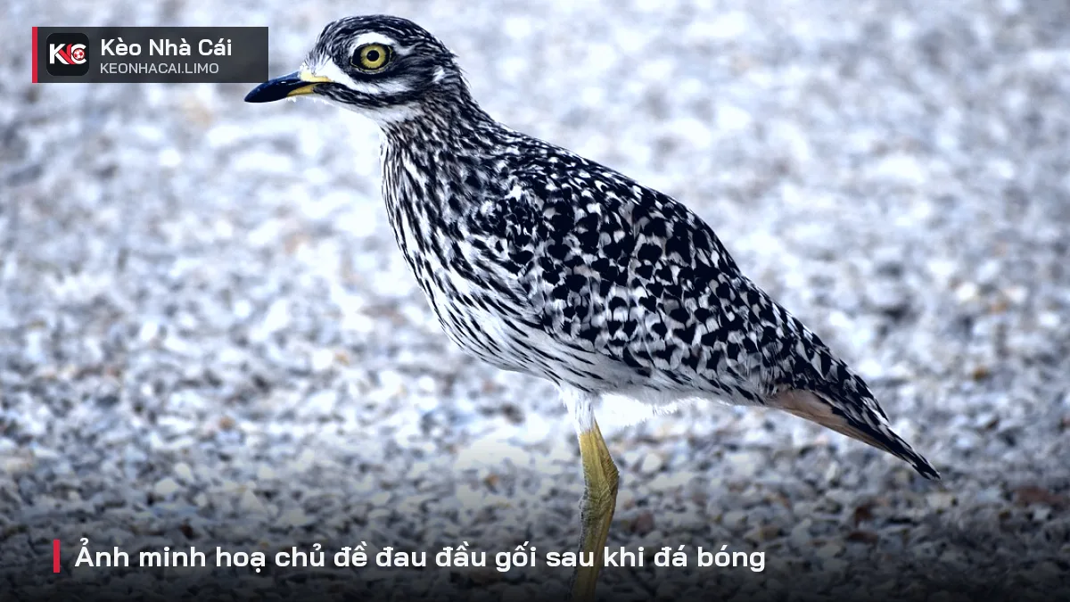 Ảnh minh hoạ chủ đề đau đầu gối sau khi đá bóng
