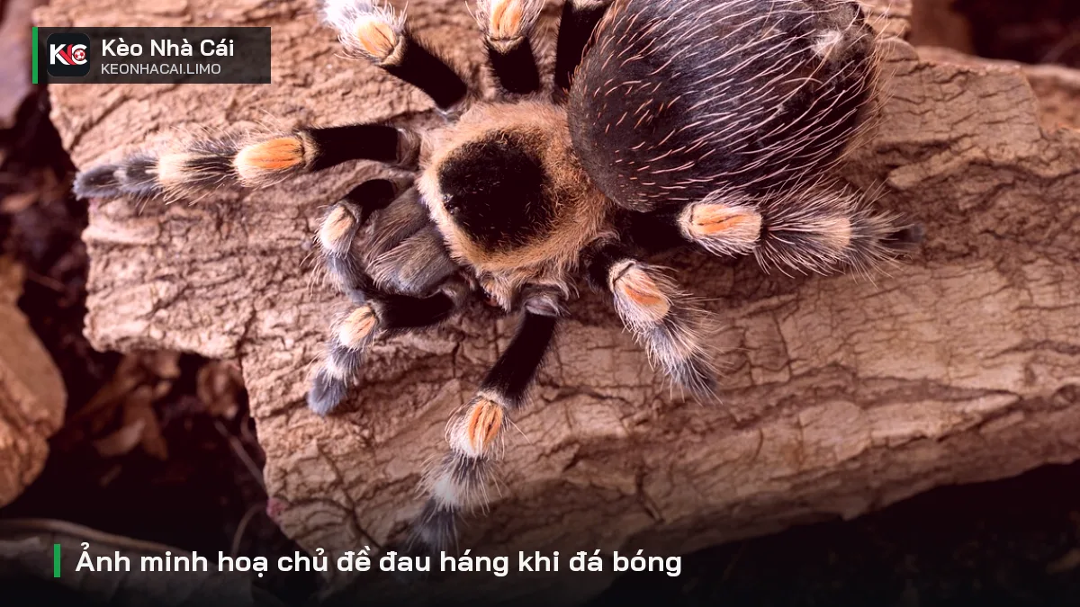Ảnh minh hoạ chủ đề đau háng khi đá bóng