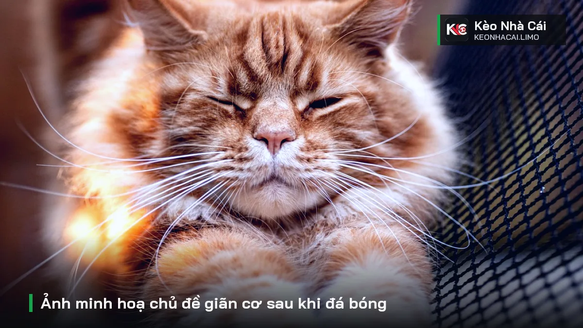 Ảnh minh hoạ chủ đề giãn cơ sau khi đá bóng