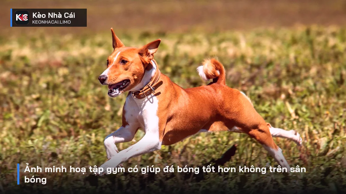 Ảnh minh hoạ tập gym có giúp đá bóng tốt hơn không trên sân bóng