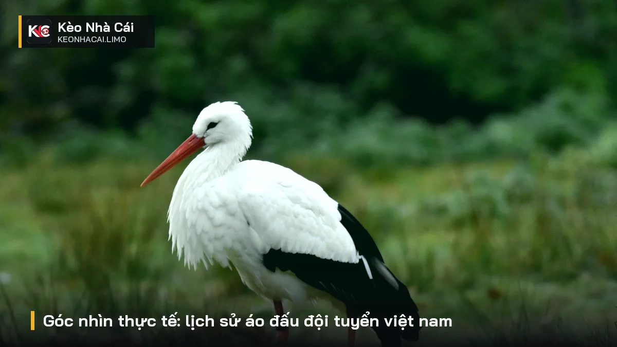 Góc nhìn thực tế: lịch sử áo đấu đội tuyển việt nam